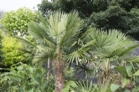 Trachycarpus fortunei dans un jardin tropical