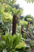 Jardin tropical avec fougères arborescentes Dicksonia antarctica et Lysichiton americanus, chou mouffette