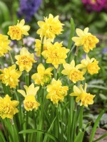 Narcissus Tete Rosette, printemps Mai