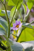 Solanum melongena - Fleur d'aubergine
