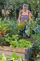 Femme plantant des soucis français en pot dans une bordure végétale surélevée entre la tomate et l'aubergine.