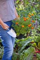 Femme portant des soucis français en pot prêts à être plantés dans une bordure de légumes pour attirer les insectes bénéfiques.