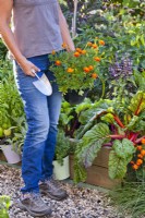 Femme portant des soucis français en pot prêts à être plantés dans une bordure de légumes pour attirer les insectes bénéfiques.