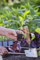 Femme tenant des choux de Bruxelles avant la plantation en parterre de fleurs.