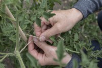 Attacher des tomates d'extérieur à l'aide d'une ficelle de chanvre. Tomate ''Costoluto Fiorentino'. Juin 2022, été.