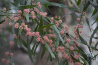 Acacia leprosa 'Scarlet Blaze', Cinnamon Wattle - Janvier