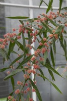 Acacia leprosa 'Scarlet Blaze', Cinnamon Wattle - Janvier
