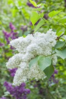 Syringa vulgaris 'Madame Lemoine'. Mai. Fleurs doubles très parfumées à la fin du printemps ou au début de l'été.