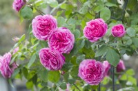 Rosa Gertrude Jekyll syn. 'Ausbord'. Fleurs doubles roses très parfumées, mai.