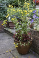 Eau marginale Mimulus guttatus, en pot en terre cuite sur patio. Géranium 'Johnson's Blue' et autres plantes en pot en arrière-plan.