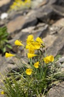 Narcissus bulbocodium, printemps avril
