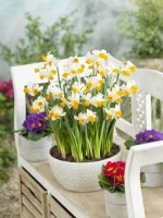 Narcissus Eaton Song en pot, printemps Mai