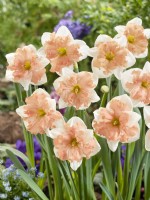 Narcissus Mariner, printemps Mai