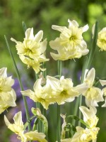 Narcissus Exotic Mystery, printemps Mai