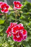 Pelargonium zonale Ylena, été juillet