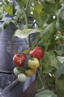 Tomates mûres poussant dans un environnement urbain