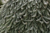 Picea abies 'Reflexa' - Feuillage d'épinette de Norvège dans le gel