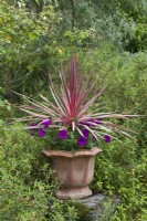 Cordyline australis - palmier chou et pétunia violet dans un pot en terre cuite cannelé, comme point focal, dans un parterre de fleurs mixte. Juin