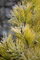 Pinus contorta 'Chief Joseph' - Pin de plage dans le givre