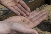 Semer des graines de panais dans des trous préparés dans un sol sablonneux rempli de compost. Technique d'exposition établie. Panais 'Gladiateur' F1.