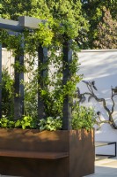 Pergola avec escalade Trachelospermum jasminoidies - John King Brain Tumor Foundation Garden, RHS Hampton Court Palace Garden Festival 2022