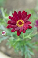 Argyranthemum 'Madère Rouge' - Mai