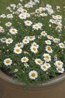 Argyranthemum 'Madère Blanc' - Juillet