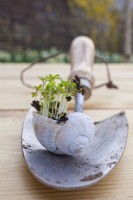 Cresson poussant à l'intérieur d'une coquille d'escargot vide.