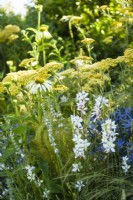 Plantation herbacée avec Achillea ' Terracotta', Echinacea purpurea 'Alba', Eryngium bourgatii et Gaura - Plant Friendly Garden, RHS Hampton Court Palace Garden Festival 2022