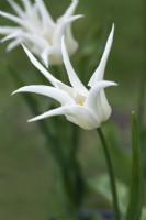 Tulipa 'Santé' - Avril