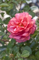 Rosa 'Monde Merveilleux' - Rose Juillet