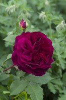 Rosa 'Munstead Wood' syn. 'Ausbernard'. Rose anglaise. Gros plan sur une fleur. Mai.