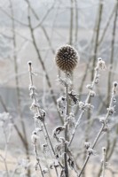 Echinops bannaticus 'Blue Globe' - Chardon des champs usé dans le gel