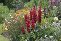 Lupinus 'My Castle' à Norwell Nursery en juin