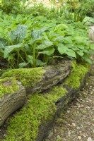 Bordure en rondins recouverte de mousse à côté d'un chemin dans un jardin boisé avec des plantes qui aiment l'ombre. Pulmonaria et Epimedium pinnatum ssp. colchique. Peut