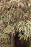Acer palmatum 'Beni-shidare Tricolor' - Érable du Japon 'Toyama-nishiki'