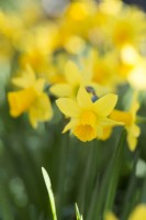 Narcissus cyclamineus 'Tete a Tete' - Février.