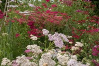 Achillea millefolium 'Summer Pastels' et 'Red Velvet' - millefeuille - juillet