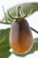 Solanum lycopersicum Tomates 'Indigo Pear Drop' Fruit mûrissant Syn. Lycopersicon esculentum Juillet