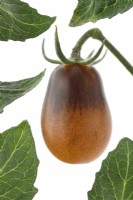 Solanum lycopersicum 'Indigo Pear Drop' Fruit mûrissant Tomates Syn. Lycopersicon esculentum Image composite juillet
