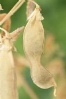 Les gousses de pois Pisum sativum autorisés à sécher sur la vigne à utiliser pour les semences l'année prochaine Juillet