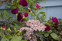 Sambucus nigra 'Black Beauty' et Rosa 'Midnight Blue' sur le SSAFA Garden RHS Chelsea Flower Show 2022 - Conçu par la designer Amanda Waring - Construit par Arun Landscapes - Sponsorisé par CCLA