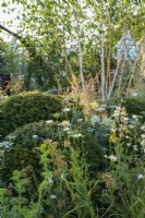 Plantation de prairies et de bois indigènes autour des balles d'if de Taxus baccata dans le jardin The Connections au RHS Hampton Court Palace Garden Festival 2022 - Concepteur : Ryan McMahon