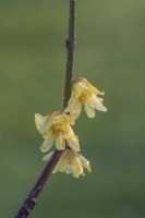 Chimonanthus praecox 'Diane' floraison en hiver - janvier