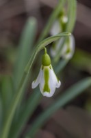 Galanthus 'Philipe Andre Meyer' floraison en hiver - janvier