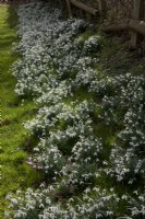Galanthus nivalis - Perce-neige commun - dérives de perce-neige poussant par une haie ombragée en février