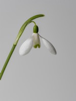 Fleur de perce-neige simple