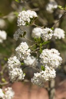 Viburnum carlesii, printemps avril