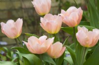 Tulipa 'Beauté d'abricot' - avril.