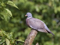 Columba palumbus - Pigeon ramier perché sur une branche d'arbre